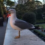 サンピエトロ大聖堂と鳥と